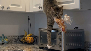 Illustration : Très gourmand, ce chat n’hésite pas à prendre des risques pour dérober un peu de nourriture (vidéo)