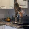 Illustration : Tr&egrave;s gourmand, ce chat n&rsquo;h&eacute;site pas &agrave; prendre des risques pour d&eacute;rober un peu de nourriture (vid&eacute;o)