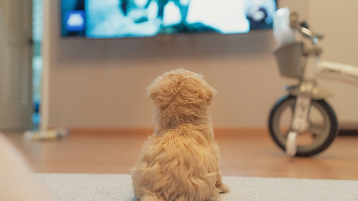 Illustration : "Idée reçue : un chien qui regarde la télévision comprend-il les images ?"