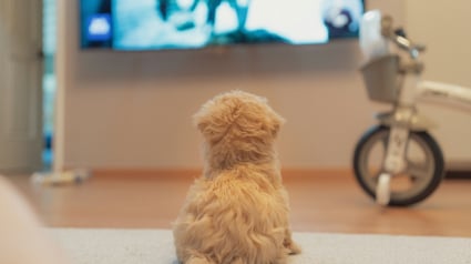 Illustration : Id&eacute;e re&ccedil;ue : un chien qui regarde la t&eacute;l&eacute;vision comprend-il les images ?