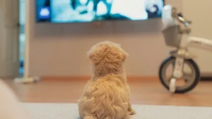 Illustration : Id&eacute;e re&ccedil;ue : un chien qui regarde la t&eacute;l&eacute;vision comprend-il les images ?