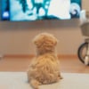 Illustration : Id&eacute;e re&ccedil;ue : un chien qui regarde la t&eacute;l&eacute;vision comprend-il les images ?