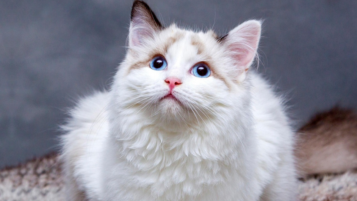 Illustration : "Meilleure litière pour chat : le classement noté, critère par critère "
