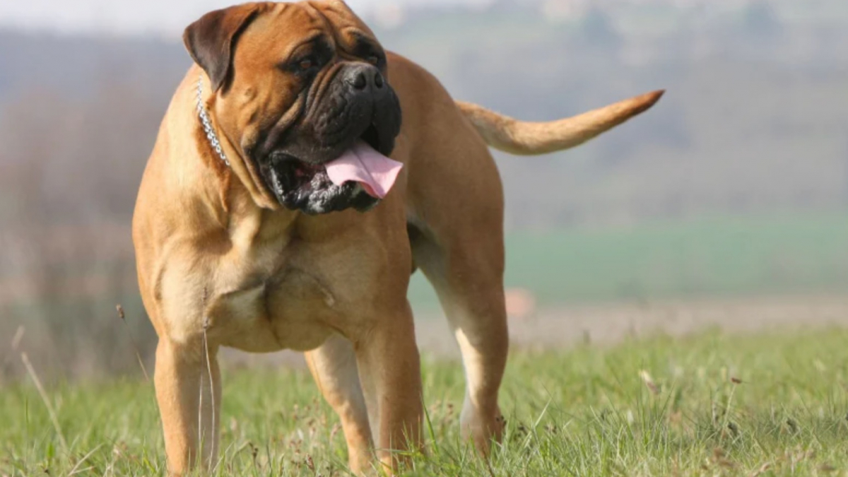 Illustration : "10 races de chiens connues pour être tout en muscles"