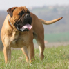 Illustration : 10 races de chiens connues pour &ecirc;tre tout en muscles