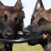 Illustration : 2 chiens alertent leurs ma&icirc;tres et permettent de sauver une femme apr&egrave;s une nuit au fond d&rsquo;un puits