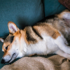Illustration : Pourquoi votre chien g&eacute;mit-il et p&eacute;dale-t-il dans le vide en dormant ?