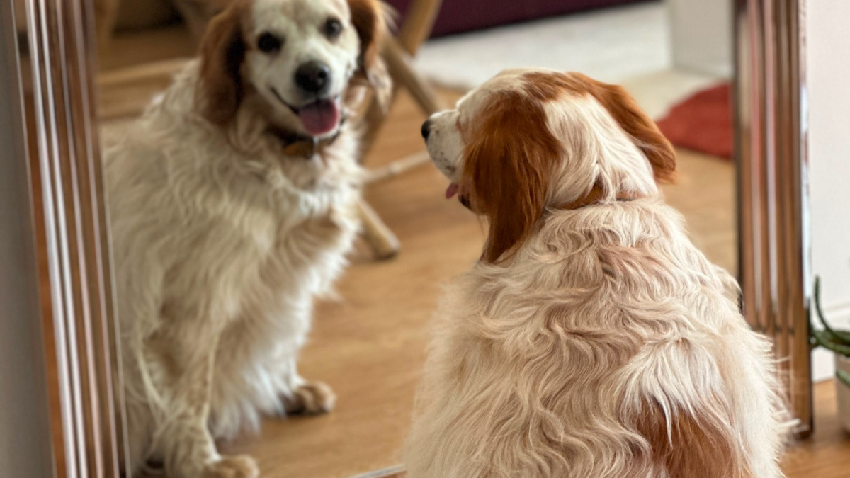 Illustration : "Après le décès de leur humain ou un départ en EHPAD, ces chiens espèrent encore retrouver une famille"