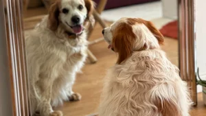Illustration : Après le décès de leur humain ou un départ en EHPAD, ces chiens espèrent encore retrouver une famille