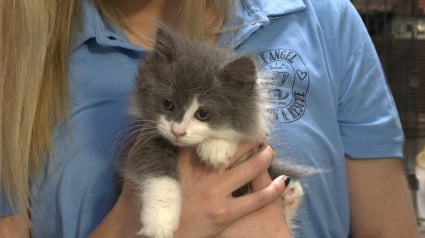 Illustration : Un mot sur ce carton abandonn&eacute; annonce une port&eacute;e de chatons : en l'inspectant, les b&eacute;n&eacute;voles y d&eacute;couvrent un trou