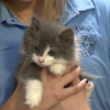 Illustration : Un mot sur ce carton abandonn&eacute; annonce une port&eacute;e de chatons : en l'inspectant, les b&eacute;n&eacute;voles y d&eacute;couvrent un trou