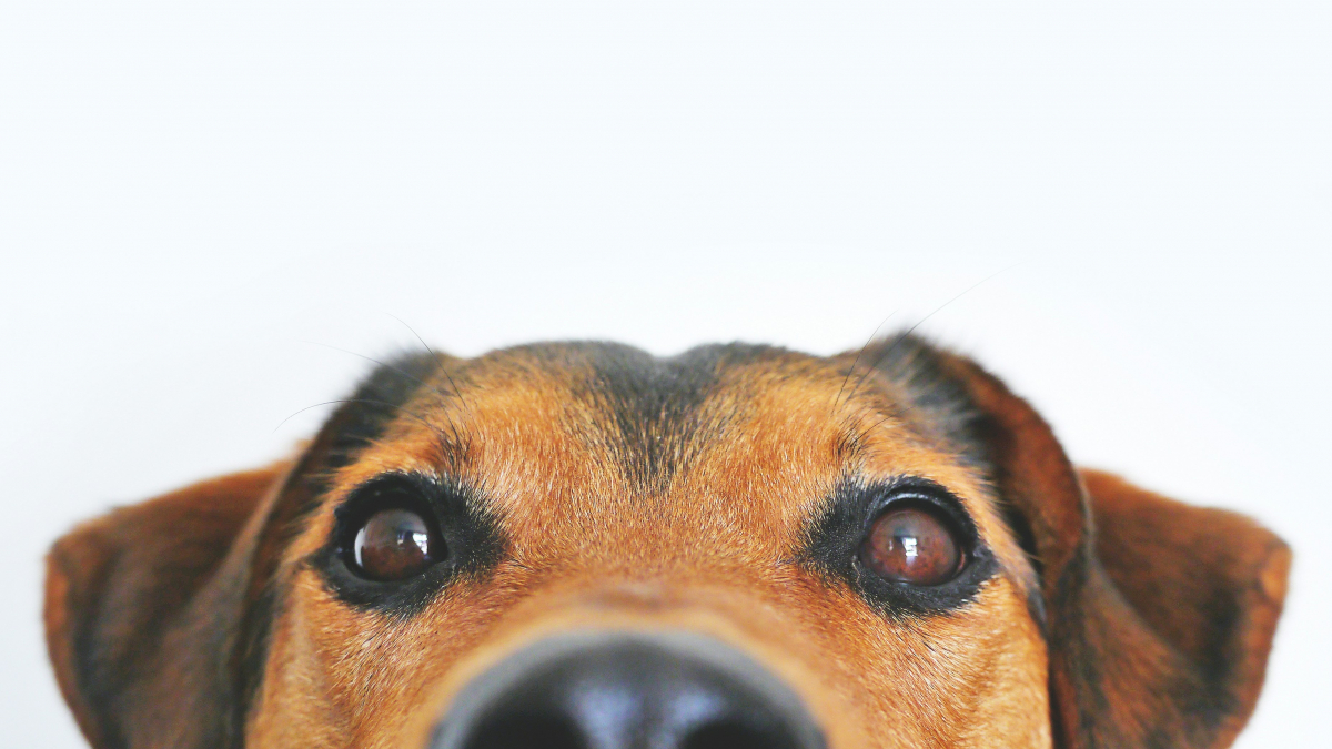 Illustration : "7 faits sur le chien pour mieux comprendre son odorat, sa patte dominante et le langage de sa queue"