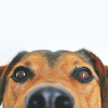 Illustration : 7 faits sur le chien pour mieux comprendre son odorat, sa patte dominante et le langage de sa queue