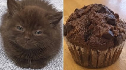 Illustration : 15 chats qui ressemblent &agrave; s&rsquo;y m&eacute;prendre &agrave; des aliments de notre quotidien
