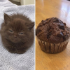 Illustration : 15 chats qui ressemblent &agrave; s&rsquo;y m&eacute;prendre &agrave; des aliments de notre quotidien