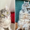 Illustration : Avant / Apr&egrave;s : 14 propri&eacute;taires illustrent la croissance fulgurante de leur chat en images