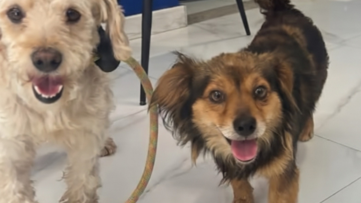 Illustration : "Cinq chiens sauvés ont besoin de voyageurs pour les accompagner en avion jusqu’à Paris"