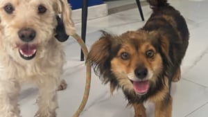 Illustration : Cinq chiens sauvés ont besoin de voyageurs pour les accompagner en avion jusqu’à Paris
