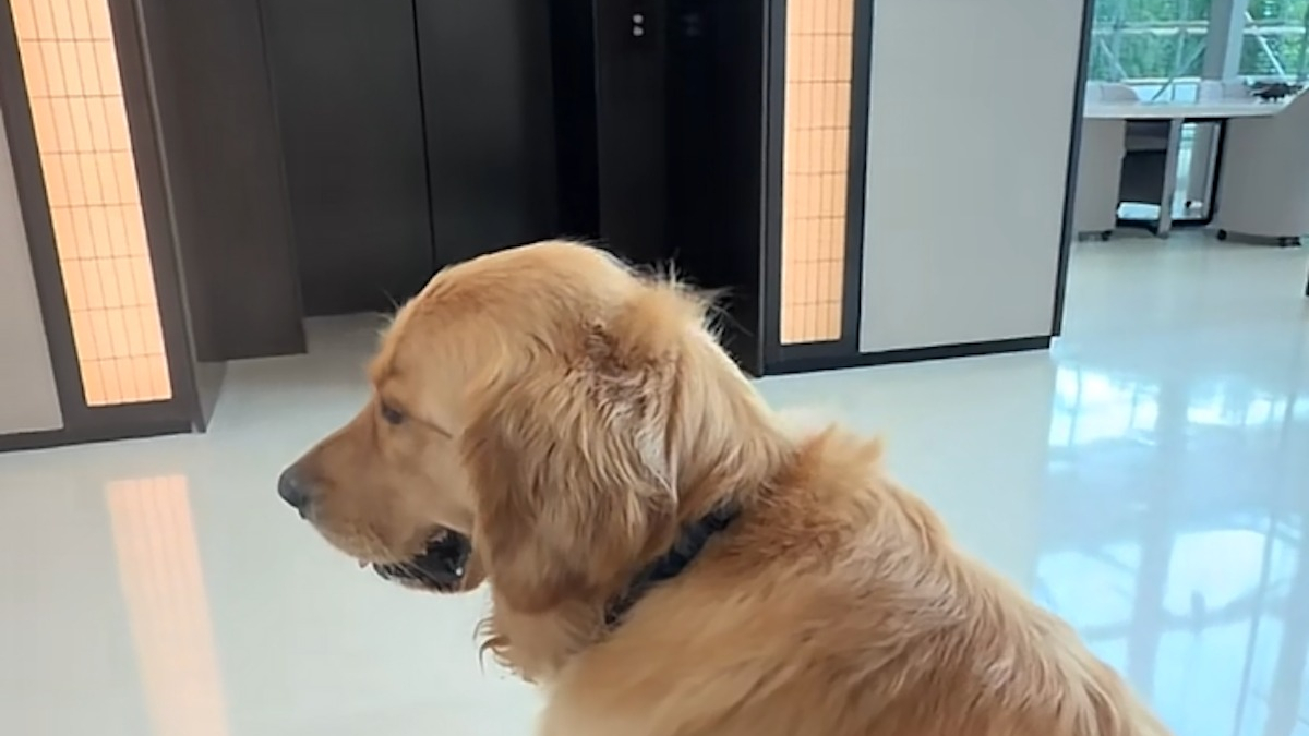 Illustration : "Chaque jour, ce Golden Retriever attend avec impatience son meilleur ami devant l'ascenseur (vidéo)"