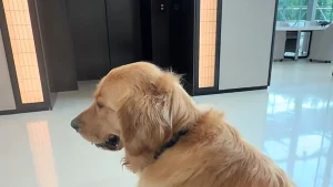 Illustration : Chaque jour, ce Golden Retriever attend avec impatience son meilleur ami devant l'ascenseur (vidéo)