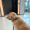 Illustration : Chaque jour, ce Golden Retriever attend avec impatience son meilleur ami devant l'ascenseur (vid&eacute;o)