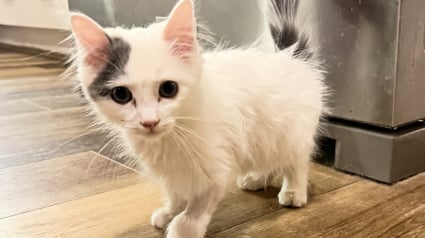 Illustration : &laquo; Que son voyage dure 15 ans ou 15 jours &raquo; : sauv&eacute; de l'euthanasie, ce chaton au c&oelig;ur fragile savoure sa seconde chance
