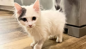 Illustration : « Que son voyage dure 15 ans ou 15 jours » : sauvé de l'euthanasie, ce chaton au cœur fragile savoure sa seconde chance