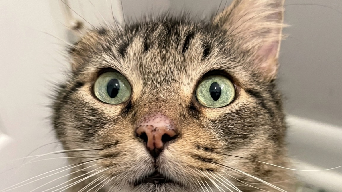 Illustration : "« S’il vous plaît, soyez gentil avec ce charmant garçon » : en recueillant ce chat malade, elle découvre la lettre déchirante de son ancienne propriétaire"