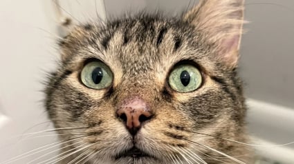 Illustration : &laquo; S&rsquo;il vous pla&icirc;t, soyez gentil avec ce charmant gar&ccedil;on &raquo; : en recueillant ce chat malade, elle d&eacute;couvre la lettre d&eacute;chirante de son ancienne propri&eacute;taire