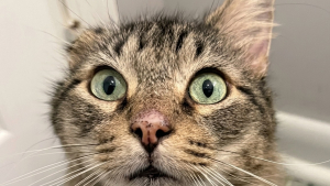 Illustration : « S’il vous plaît, soyez gentil avec ce charmant garçon » : en recueillant ce chat malade, elle découvre la lettre déchirante de son ancienne propriétaire
