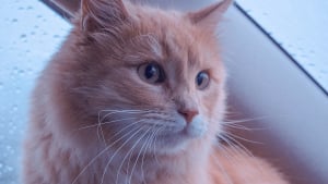 Illustration : Votre chat supporte mal la voiture : les signes &agrave; surveiller et les gestes qui peuvent l&rsquo;aider