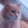 Illustration : Votre chat supporte mal la voiture : les signes &agrave; surveiller et les gestes qui peuvent l&rsquo;aider