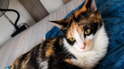 Illustration : Cette petite chatte meurtrie par la vie cherche une famille patiente pour apprendre enfin &agrave; faire confiance