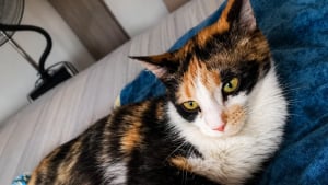 Illustration : Cette petite chatte meurtrie par la vie cherche une famille patiente pour apprendre enfin à faire confiance