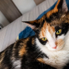 Illustration : Cette petite chatte meurtrie par la vie cherche une famille patiente pour apprendre enfin &agrave; faire confiance