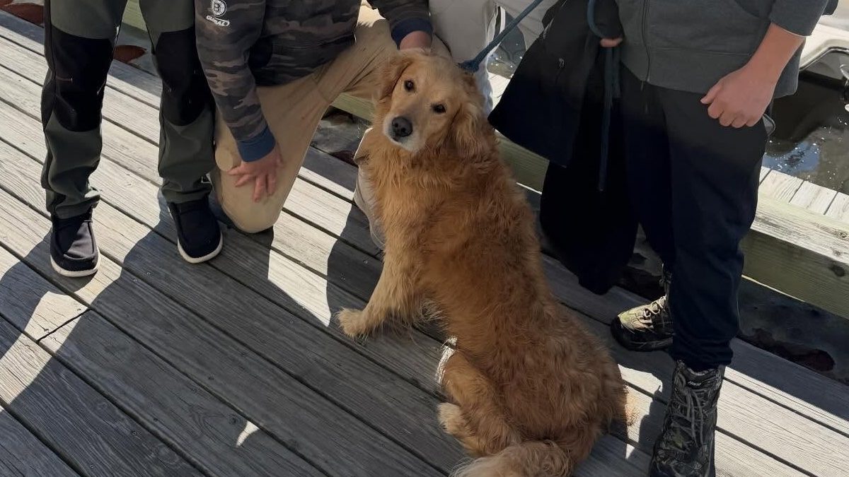 Illustration : "Pris dans un courant marin, un chien est ramené sur le rivage par un équipage de pêcheurs"