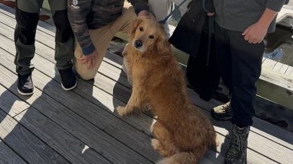 Illustration : Pris dans un courant marin, un chien est ramen&eacute; sur le rivage par un &eacute;quipage de p&ecirc;cheurs