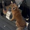 Illustration : Pris dans un courant marin, un chien est ramen&eacute; sur le rivage par un &eacute;quipage de p&ecirc;cheurs