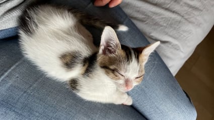 Illustration : 6 chatons &agrave; adopter, joueurs, c&acirc;lins ou r&eacute;serv&eacute;s, qui attendent une famille pour grandir