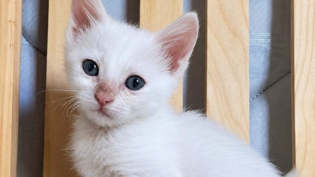Illustration : "« Pas question de me laisser abattre ! » : sauvé des ordures, ce chaton au pelage immaculé cherche un foyer très particulier"