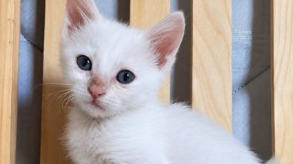 Illustration : &laquo; Pas question de me laisser abattre ! &raquo; : sauv&eacute; des ordures, ce chaton au pelage immacul&eacute; cherche un foyer tr&egrave;s particulier