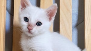 Illustration : « Pas question de me laisser abattre ! » : sauvé des ordures, ce chaton au pelage immaculé cherche un foyer très particulier