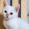 Illustration : &laquo; Pas question de me laisser abattre ! &raquo; : sauv&eacute; des ordures, ce chaton au pelage immacul&eacute; cherche un foyer tr&egrave;s particulier