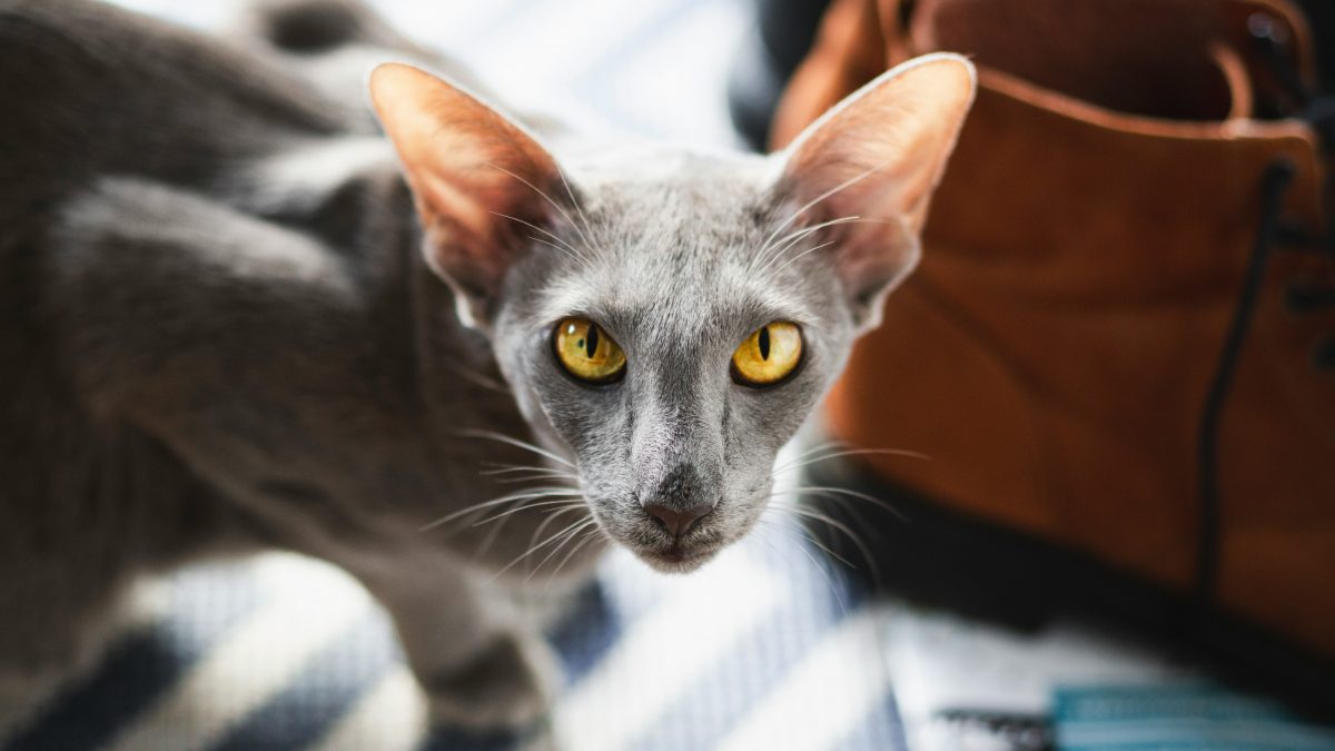 Illustration : "Pourquoi votre chat se frotte-t-il frénétiquement contre vos chaussures au retour du travail ?"