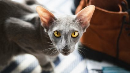 Illustration : Pourquoi votre chat se frotte-t-il fr&eacute;n&eacute;tiquement contre vos chaussures au retour du travail ?