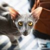 Illustration : Pourquoi votre chat se frotte-t-il fr&eacute;n&eacute;tiquement contre vos chaussures au retour du travail ?