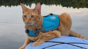 Illustration : Son maître consulte son téléphone, puis cette chatte saute dans le kayak de sa maîtresse (vidéo)