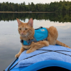 Illustration : Son ma&icirc;tre consulte son t&eacute;l&eacute;phone, puis cette chatte saute dans le kayak de sa ma&icirc;tresse (vid&eacute;o)
