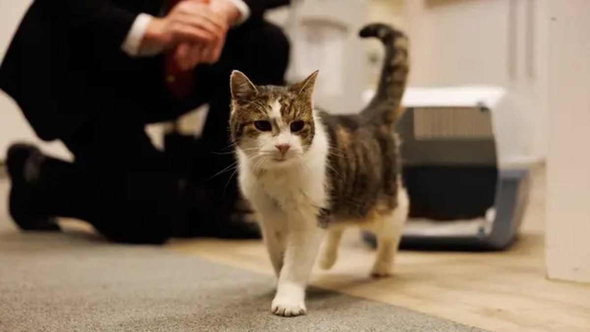 Illustration : "Opéré d'un kyste à 19 ans, Larry le chat de Downing Street a déjà repris ses rondes"