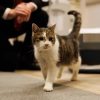 Illustration : Op&eacute;r&eacute; d'un kyste &agrave; 19 ans, Larry le chat de Downing Street a d&eacute;j&agrave; repris ses rondes